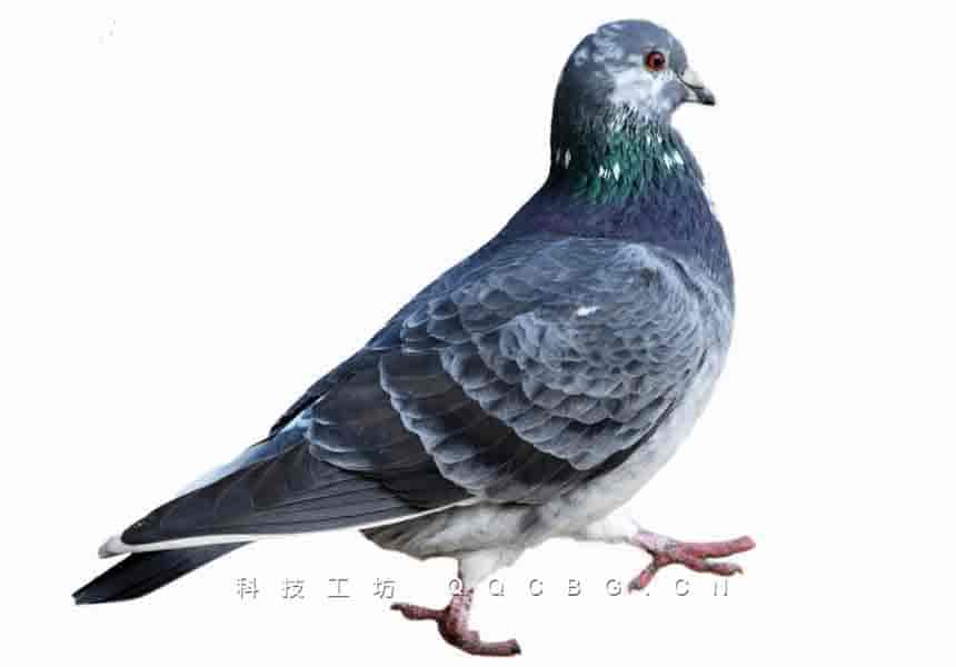 50+鸽子实拍PNG高清飞禽写实透明参考素材