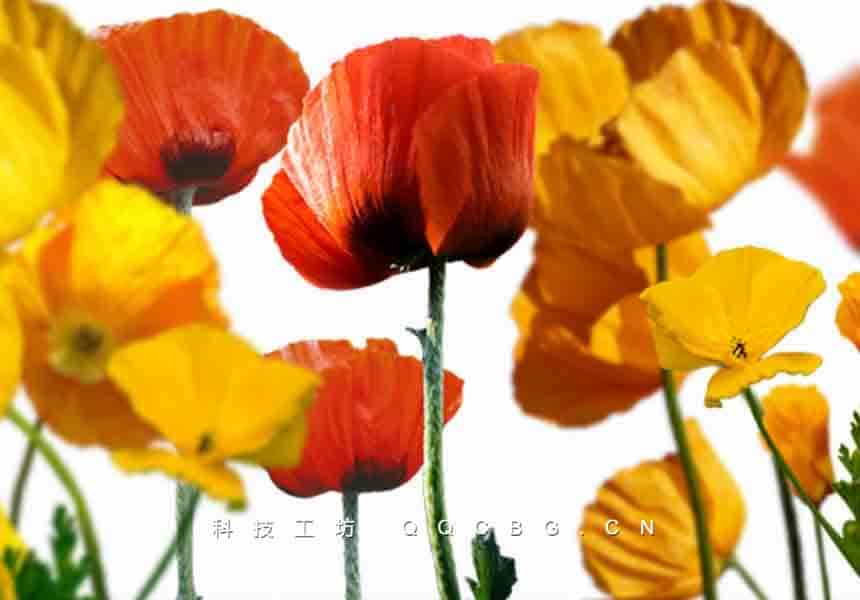 50+罂粟花高清植物色彩绘画创作透明参考图