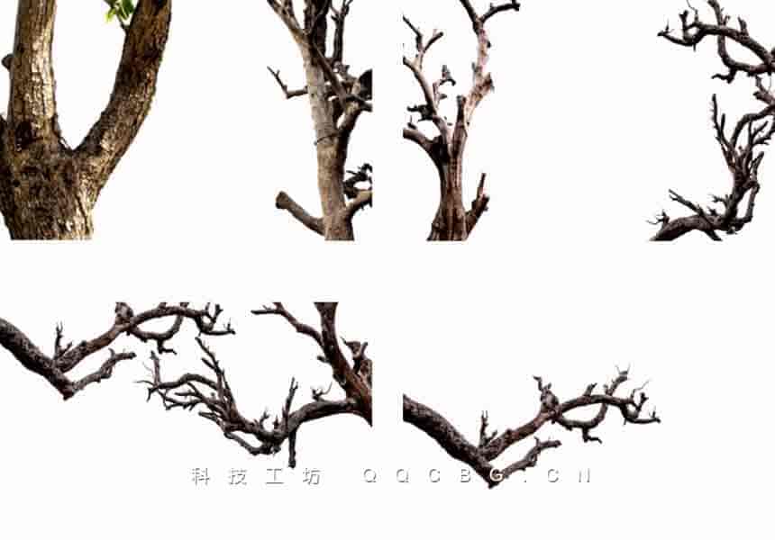 40+枯树枝植物素材参考孤独坚韧高清图
