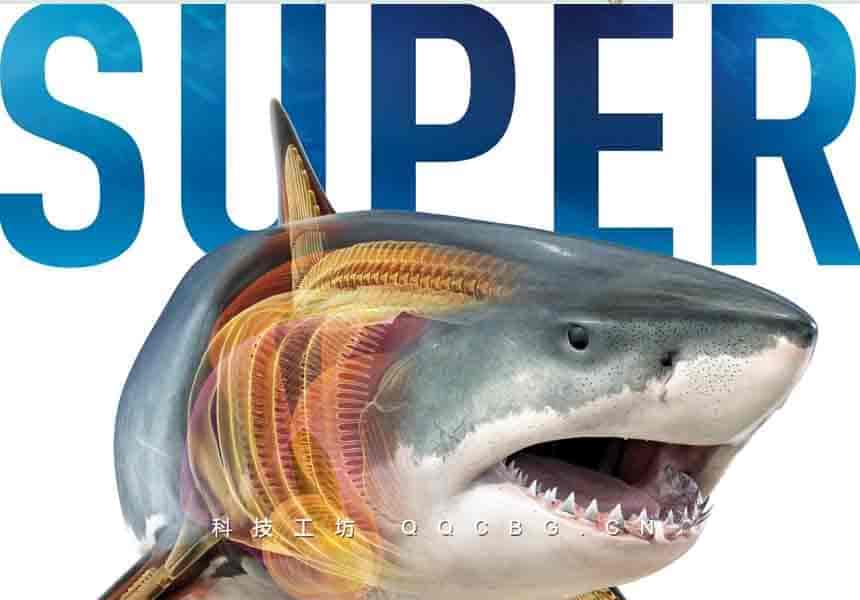 210+Super Shark Encyclopedia DK鲨鱼儿童百科全书