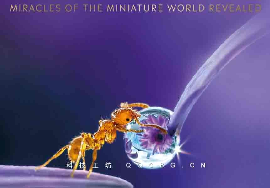 416+Micro Life Miracles  微观世界