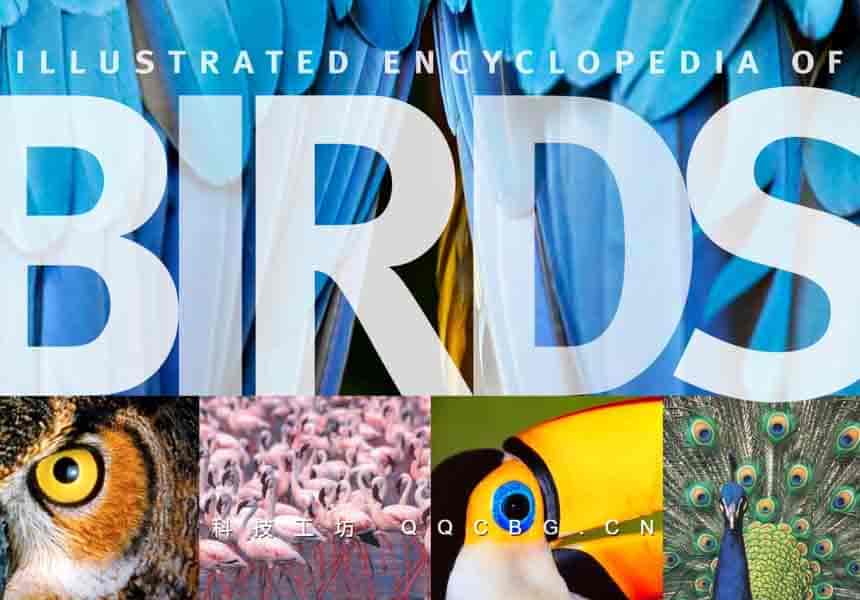 514+TheIllustratedEncyclopediaofBirds 鸟类图解百科全书